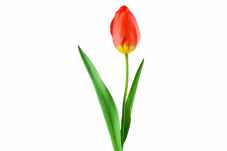 tulip-red-plant-flower-68477.jpeg